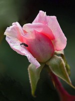 /album/fotogaleria-fotografia-macro/d-640x480-jpg1/